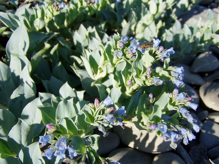 Oysterleaf with blue flowers on the coast