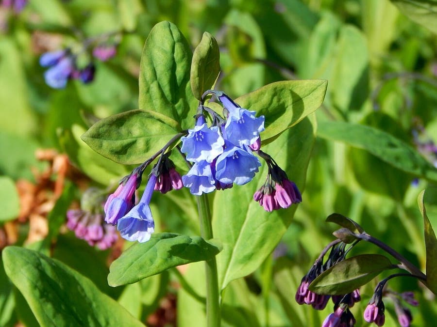 Virginisches Blauglöckchen mit strahlend blauen Blüten im Waldhabitat