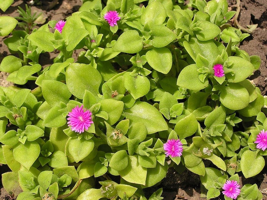 Mesembryanthemum cordifolium, appelée aussi Ficoïde à feuilles en coeur