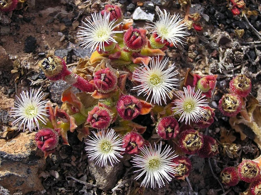 Common iceplant (Mesembryanthemum crystallinum) with characteristic crystalline leaf hairs and pink flowers