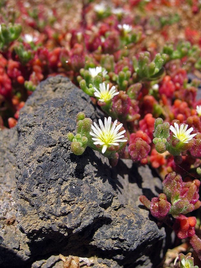 Mesembryanthemum nodiflorum avec fleurs