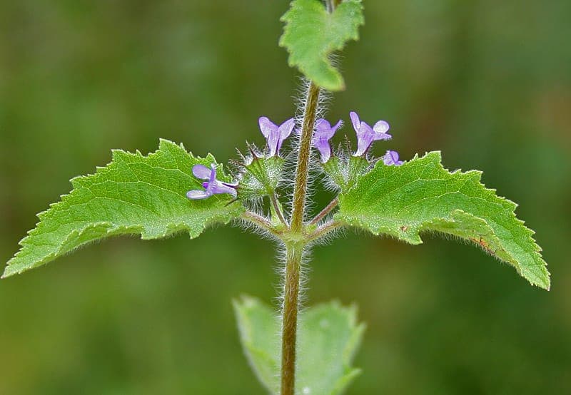Pink flowers of Mesosphaerum suaveolens mintweed