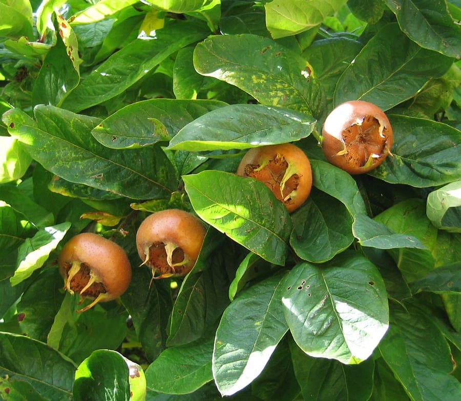 Medlar tree with white flowers and characteristic brown fruits