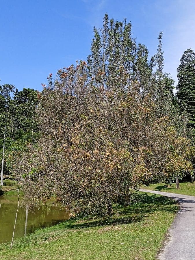 Mesua ferrea tree with white flowers
