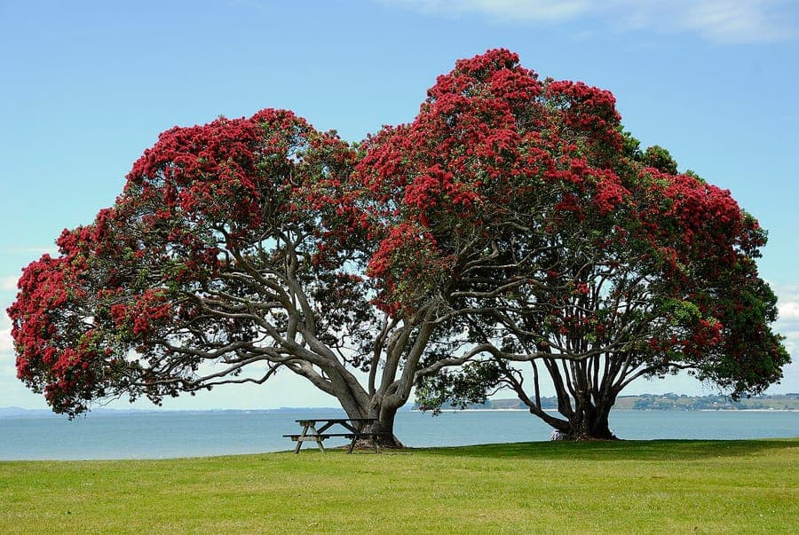 Pohutukawa tree with red flowers