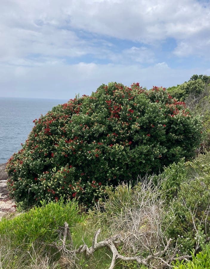 Dense clusters of scarlet stamens on Metrosideros kermadecensis branches in full bloom