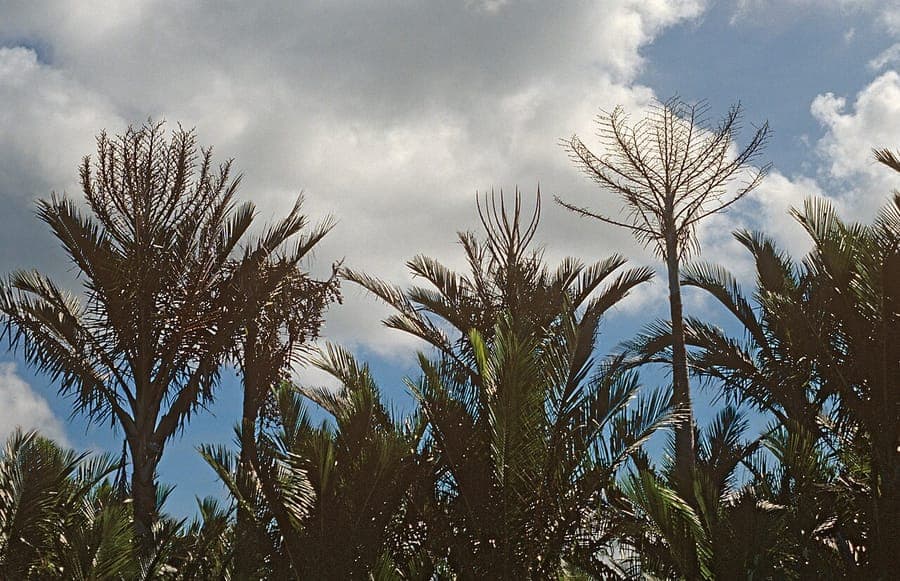Sago palm entire plant