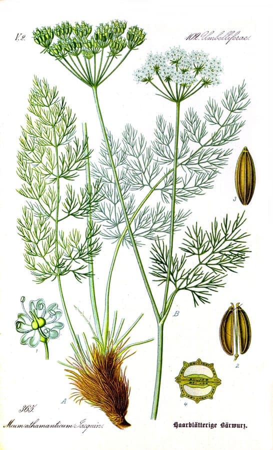 Muitewortel met fijne bladeren en witte bloemen