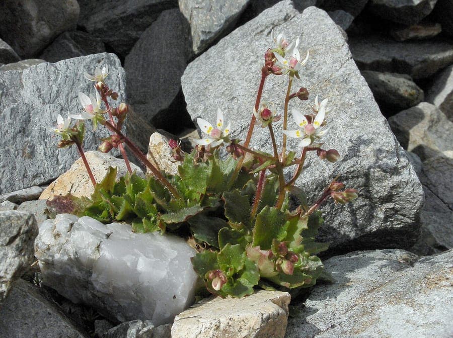 Micranthes stellaris, stersteenbreek, met witte stervormige bloemen boven groene rozetten