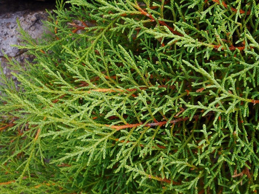 Microbiota decussata avec coloration hivernale