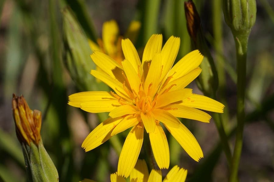 Microseris nutans avec ses fleurs jaunes penchees sur de fines tiges