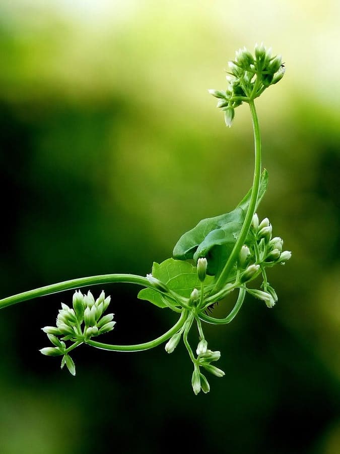 Foliage of Mikania micrantha