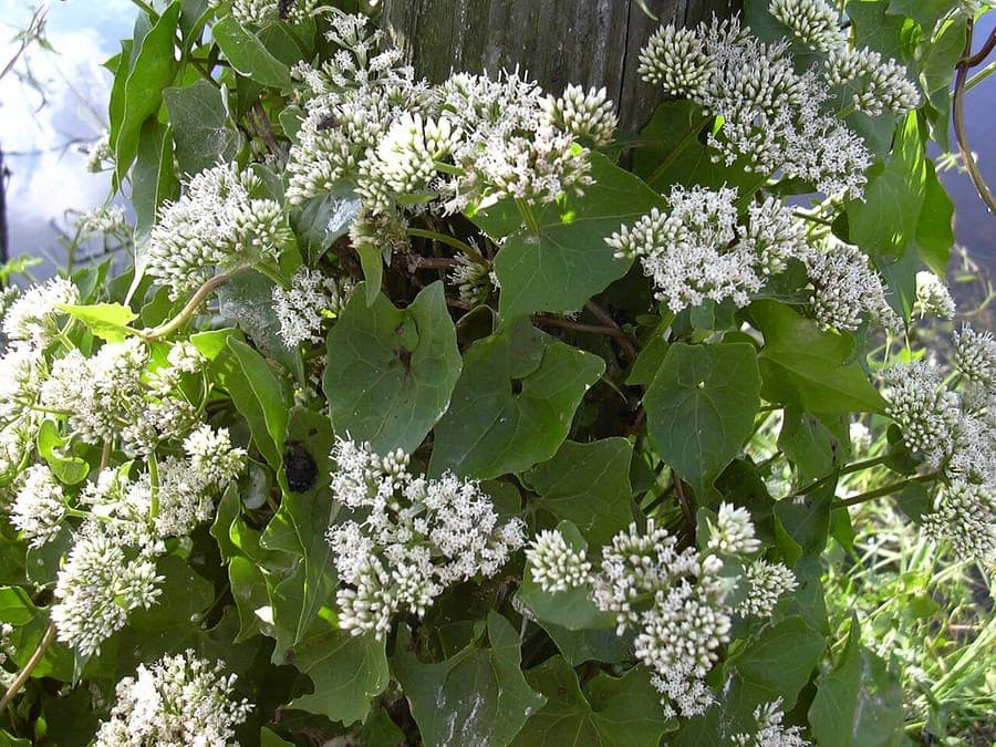 Mikania scandens climbing vine with clusters of small white flowers
