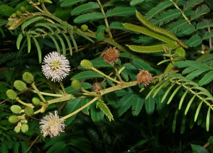 Delicate pink pom-pom flowers of Mimosa pigra