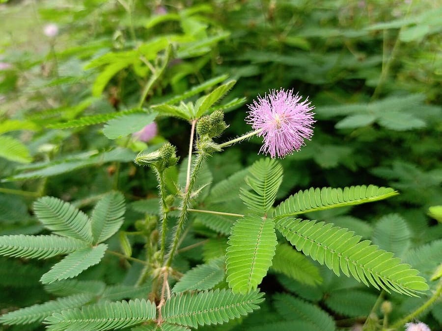 Mimosa pudica sensitive plant with folded leaves after touch