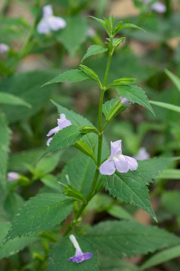 Mimulus alatus Geflugeltes Gauklerblume mit lila-rosafarbenen Blueten am Wasserrand