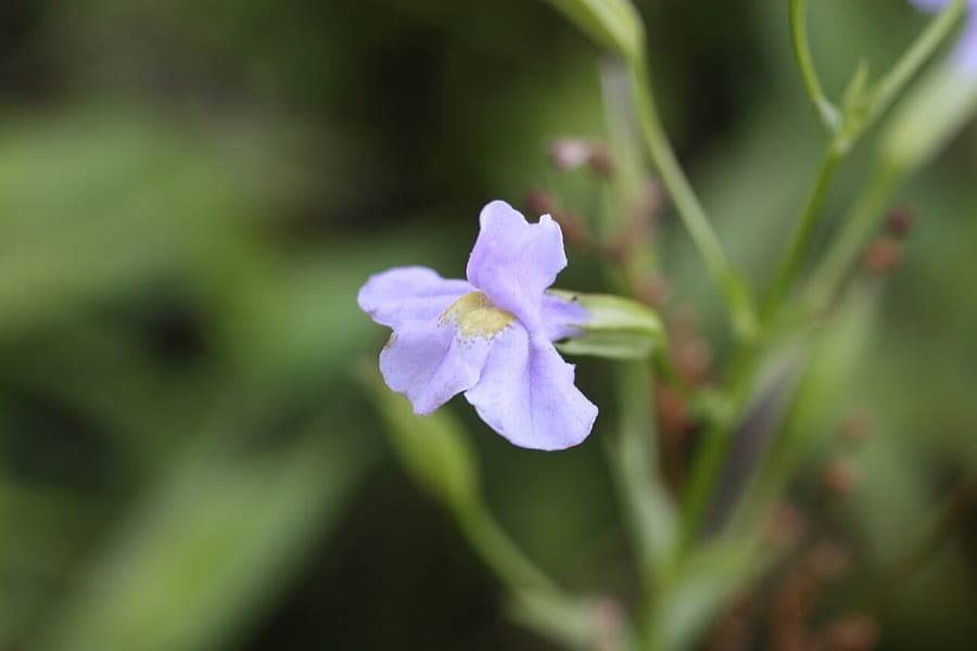 Mimulus ringens - Allegheny-Gauklerblume mit lavendelblau-violetten Bluten am Ufer