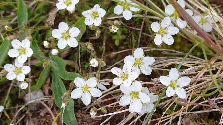 Lente-Muur met kleine witte bloemen in alpien rotstuinlandschap