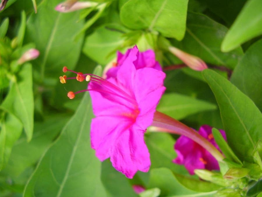 Colorful Four O'Clock flowers opening at sunset