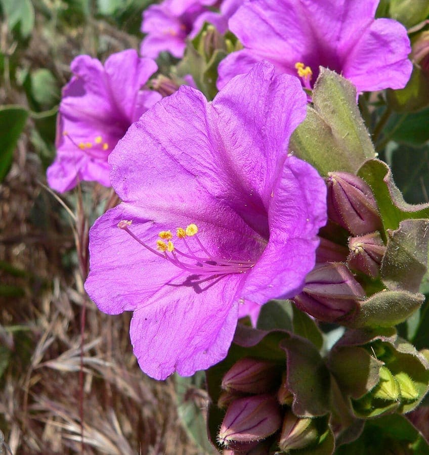Rijke roze-magenta bloemen van Mirabilis multiflora in volle zomerse bloei