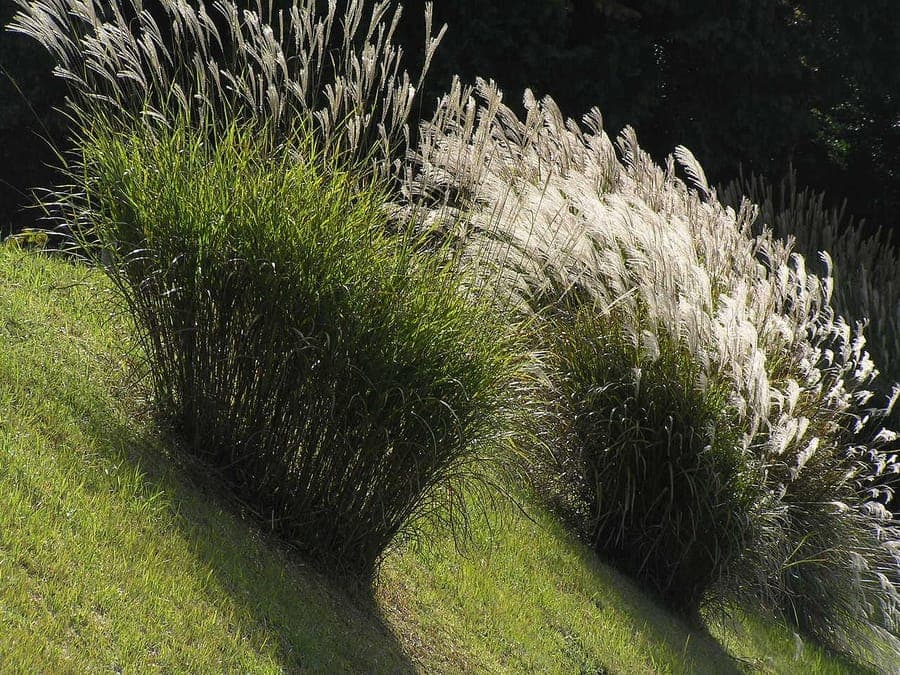 Plumeaux d'eulalie ondulant dans la lumière de fin d'après-midi avec une lueur dorée