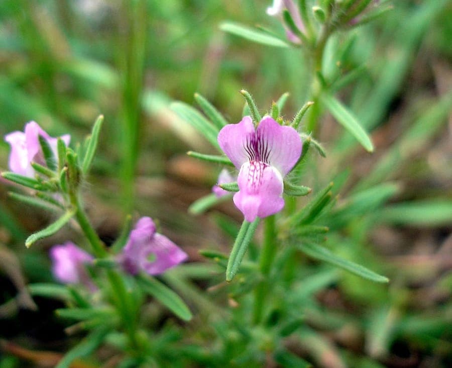 Petites fleurs roses de Anarrhinum des champs en croissance naturelle