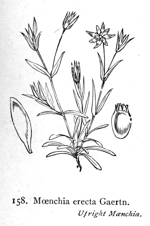 Fleurs blanches de la Moenchie dressée en fleur