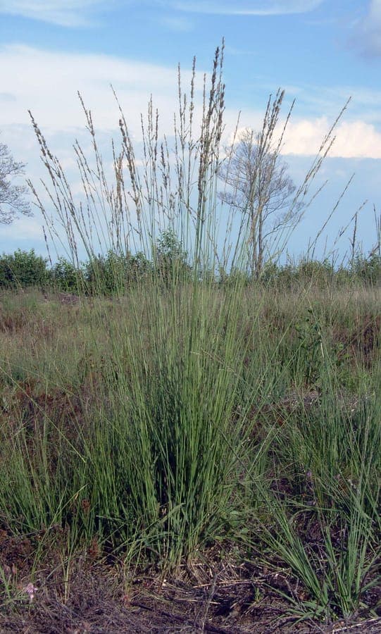 Molinia caerulea mit goldenen Herbstblütenrispen in der Spätzeit