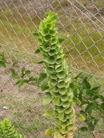Shellflower with characteristic green calyces