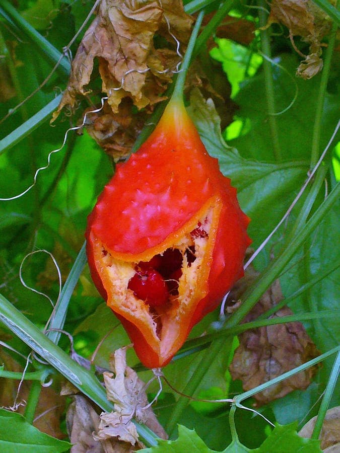 Momordica balsamina mit charakteristischen orangen Fruchtkapseln