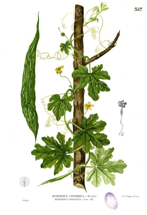 Momordica charantia Bittermelone mit charakteristischen Tuberkelblattern
