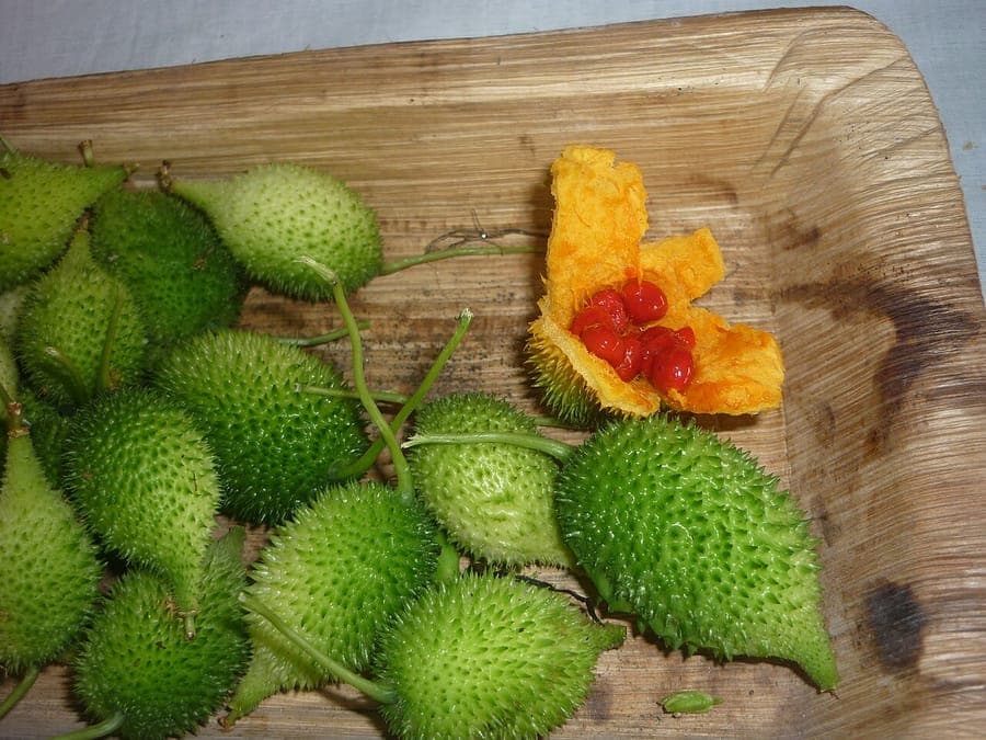 Momordica dioica plant with spiky fruits