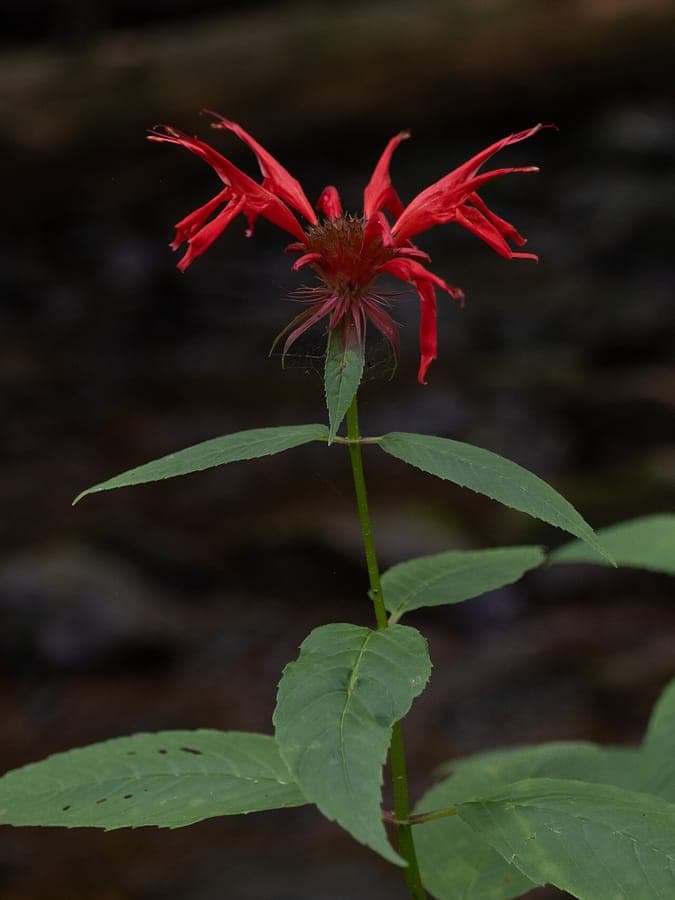 Monarda didyma zeigt brillant rote Pompon-Blüten in vollständiger Blüte