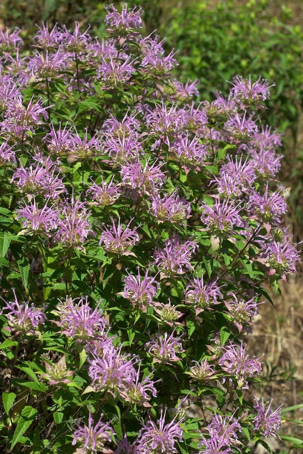 Monarda fistulosa with characteristic purple flowers in dense head clusters