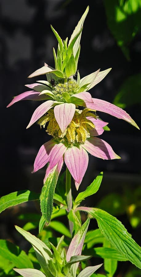Dotted monarda flowers with red speckles