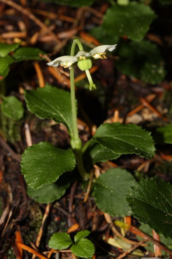 Moneses uniflora met elegante witte bloem in schaduwrijk bos