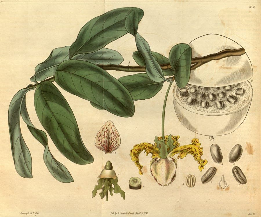 Calabash-nutmeg tree with distinctive flowers