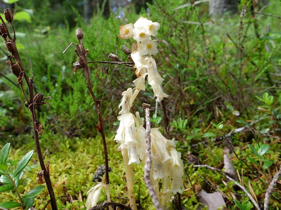 Monotropa hypopitys met gele bloemen in diep bosschaduw