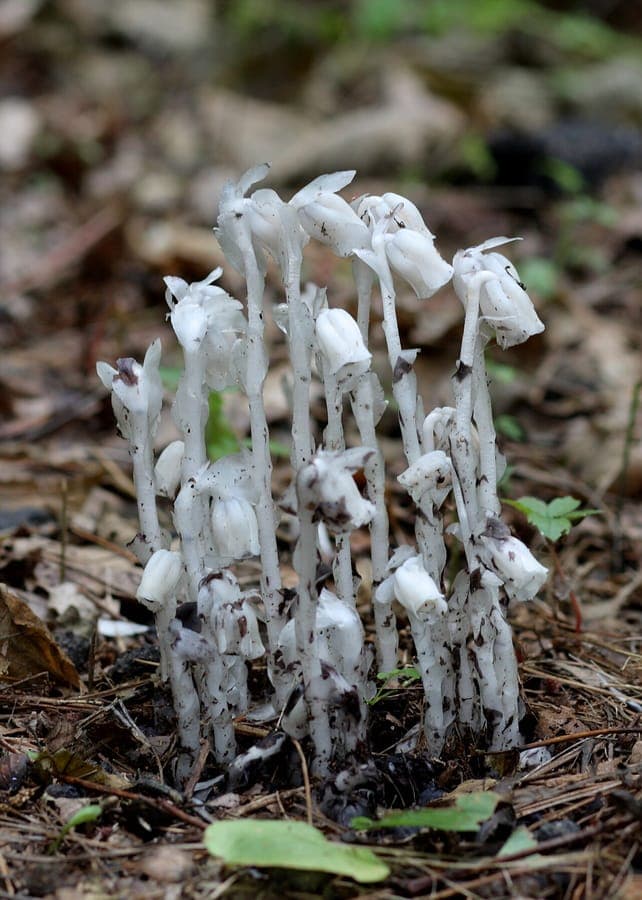 White Indian Pipe flower (Monotropa uniflora) in forest environment