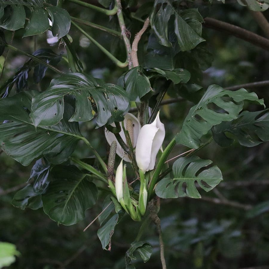 Karakteristieke gaten in de bladeren van Monstera adansonii