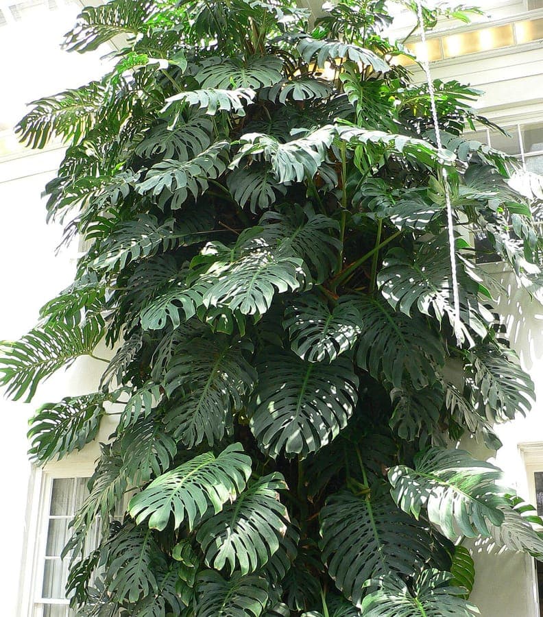 Monstera deliciosa fruitzaladplant met karakteristieke geperforeerde bladeren