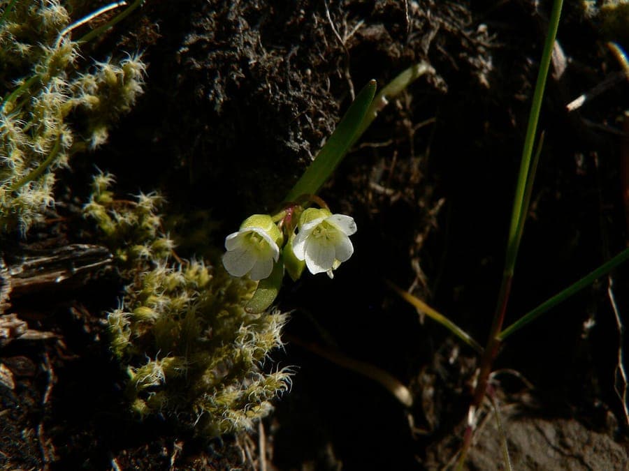 Montia linearis mit feinen linearen Blattern und kleinen weien Bluten