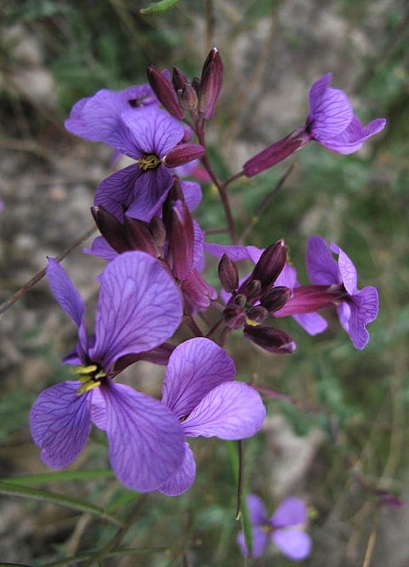 Moricandia arvensis, appelée aussi Chou des champs ou Collejón