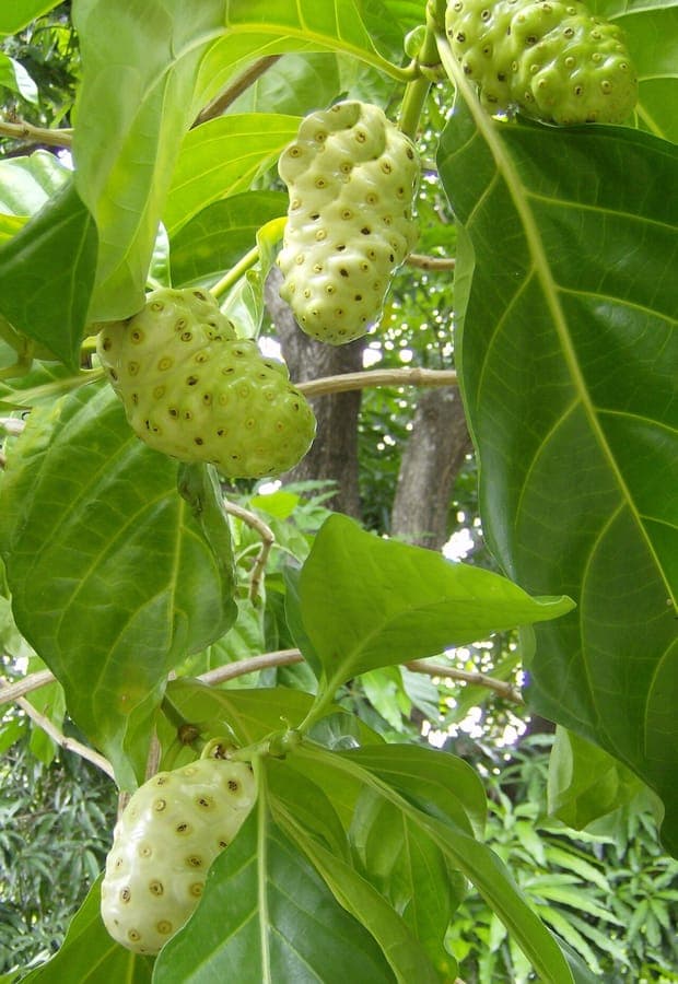 Morinda citrifolia Indian mulberry plant with white flowers and bumpy fruits