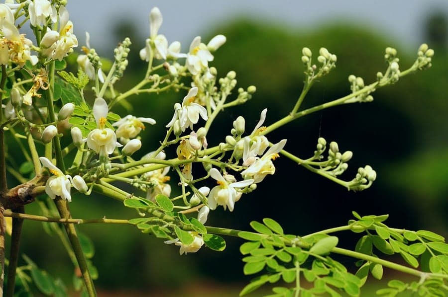 Moringa oleifera arbre avec ses feuilles caracteristiques composees en trois parties