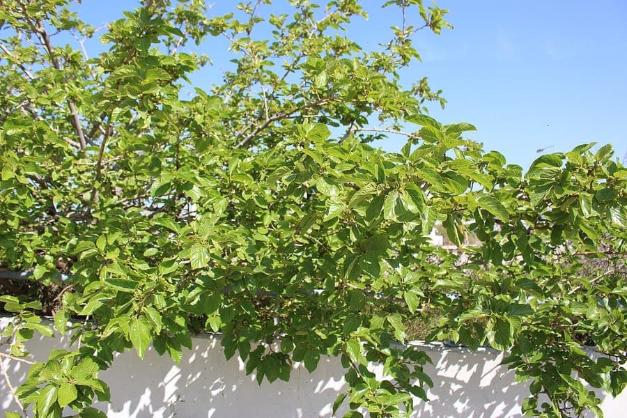 White mulberry tree with glossy leaves and ripe fruit in a sunny garden setting