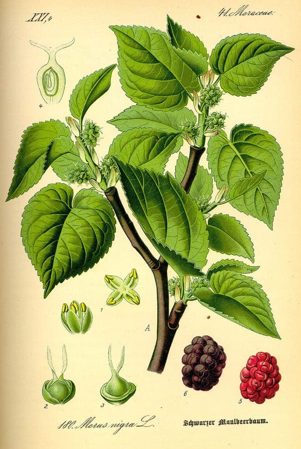 Black mulberry tree in full growth with dark berries against a bright sky
