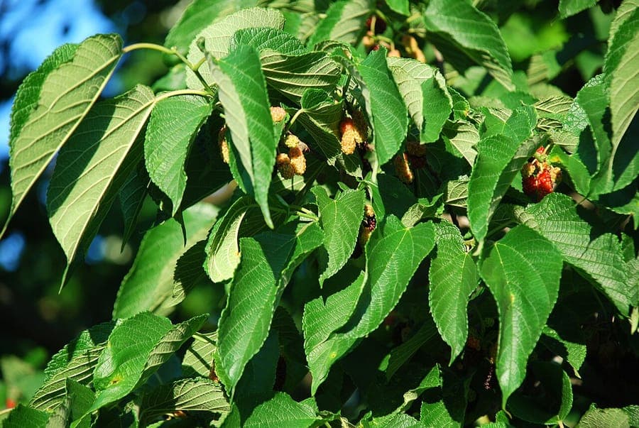 Morus rubra red mulberry tree with ripe berries and foliage
