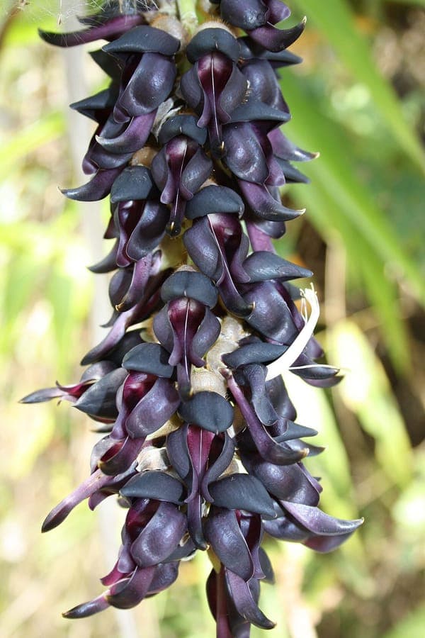 Mucuna pruriens velvet bean with purple flowers and hairy seed pods