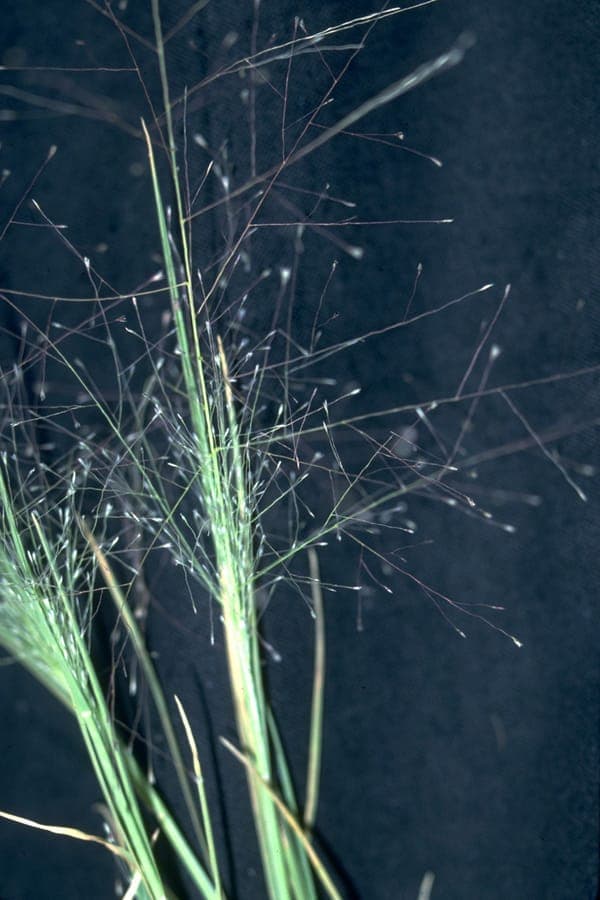 Muhlenbergia asperifolia pluimachtige bloeiwijzen in de voortuin